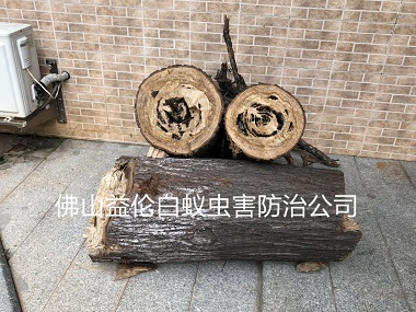 禪城園區(qū)樹(shù)木白蟻防治