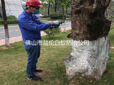 南海公園白蟻防治