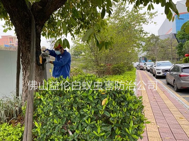 高明區(qū)街道滅治樹木白蟻