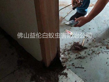 丹灶房屋防治白蟻