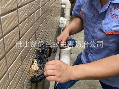 大瀝建筑滅治白蟻工程